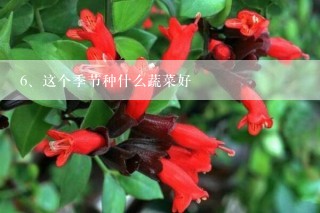 这个季节种什么蔬菜好