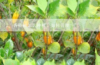 香椿树怎么种植，如何管理？