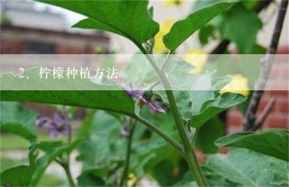 柠檬种植方法