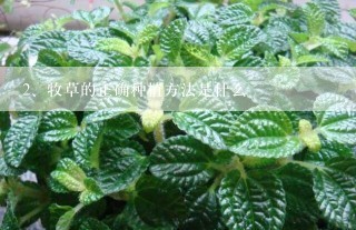 牧草的正确种植方法是什么