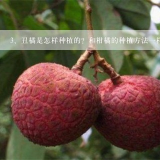 丑橘是怎样种植的？和柑橘的种植方法一样吗？