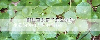 平菇的种植方法有哪些？