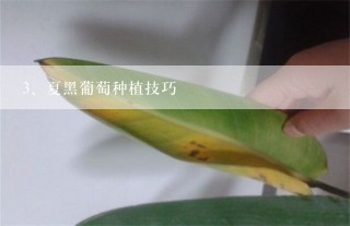 夏黑葡萄种植技巧