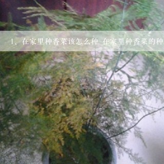 在家里种香菜该怎么种 在家里种香菜的种植方法