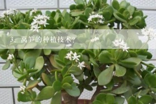 莴笋的种植技术？