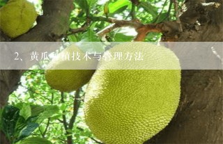 黄瓜种植技术与管理方法