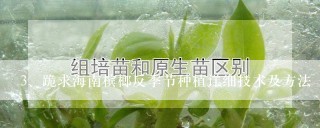 跪求海南槟榔反季节种植详细技术及方法