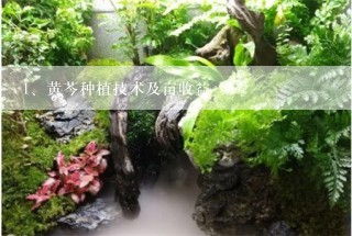 黄芩种植技术及亩收益