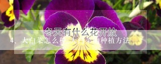 大白菜怎么种_大白菜的种植方法