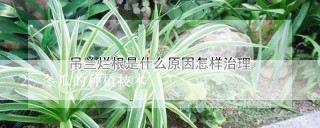 冬瓜的种植技术