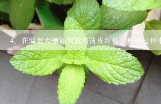 在温室大棚如何栽培薄皮甜瓜？种植过程中如何管理？