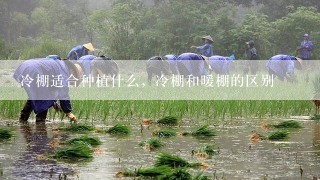 冷棚适合种植什么，冷棚和暖棚的区别