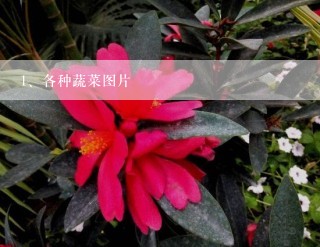 各种蔬菜图片