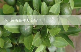 蔬菜品种大全名字