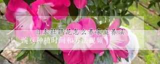 豌豆种植时间和方法视频