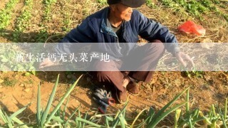 新生活钙无头菜产地