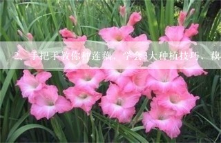 手把手教你种莲藕，学会3大种植技巧，藕长得又大又