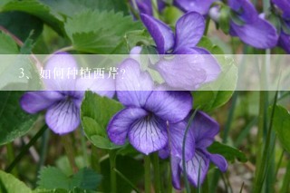 如何种植西芹？