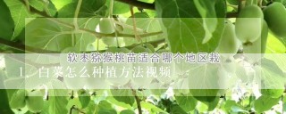 白菜怎么种植方法视频