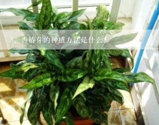 香椿芽的种植方法是什么？