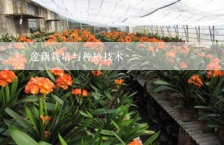 莲藕栽培与种植技术