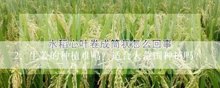 生姜的种植难吗？适合大范围种植吗？