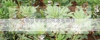 杏鲍菇种植时，都需要注意哪些事项？