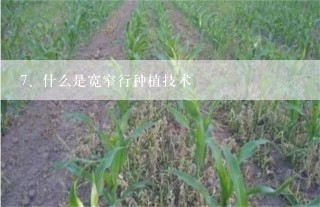 什么是宽窄行种植技术