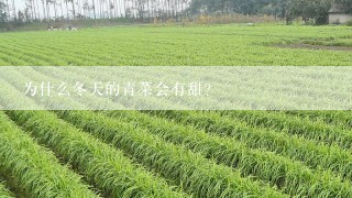 为什么冬天的青菜会有甜？