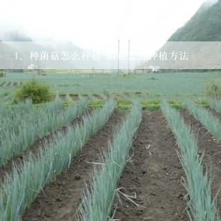 种菌菇怎么种植 菌菇怎么种植方法