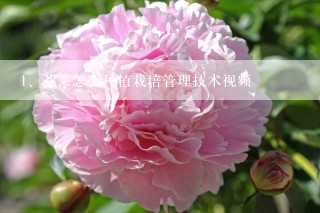 芥菜怎么种植栽培管理技术视频