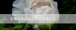 草莓的种植方法和技术是什么