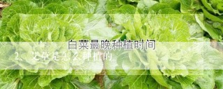 艾草是怎么种植的