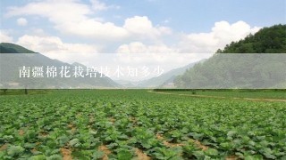 南疆棉花栽培技术知多少