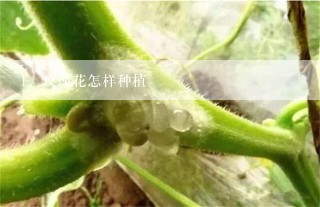 玫瑰花怎样种植