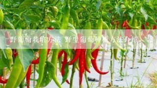 野葡萄栽培方法 野生葡萄种植方法介绍