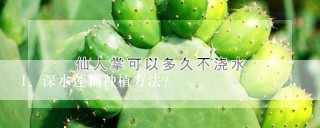 深水莲藕种植方法？