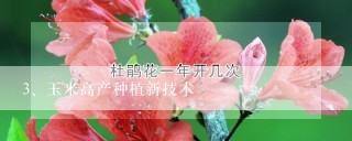 玉米高产种植新技术