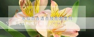 哪儿收购槐耳菌苗