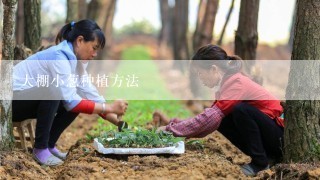 大棚小葱种植方法