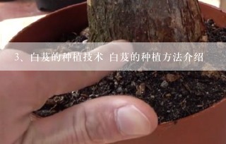 白芨的种植技术 白芨的种植方法介绍