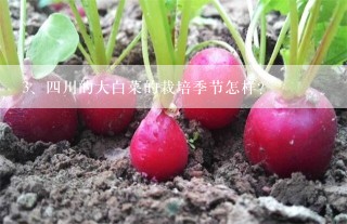 四川的大白菜的栽培季节怎样？