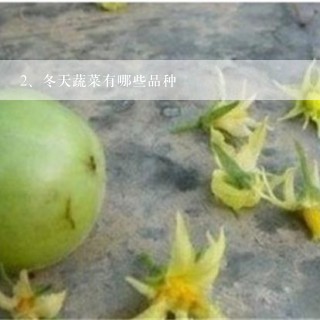 冬天蔬菜有哪些品种