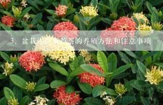 盆栽库拉索芦荟的养殖方法和注意事项