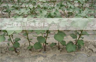 搜索10个疏菜拼音