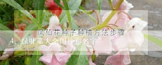 绿叶菜大全图片和名字