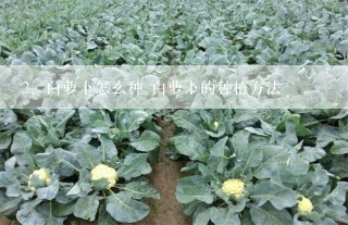 白萝卜怎么种 白萝卜的种植方法