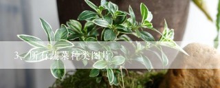 所有蔬菜种类图片