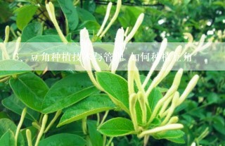 豆角种植技术与管理 如何种植豆角