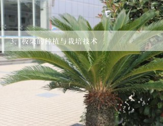 板栗的种植与栽培技术